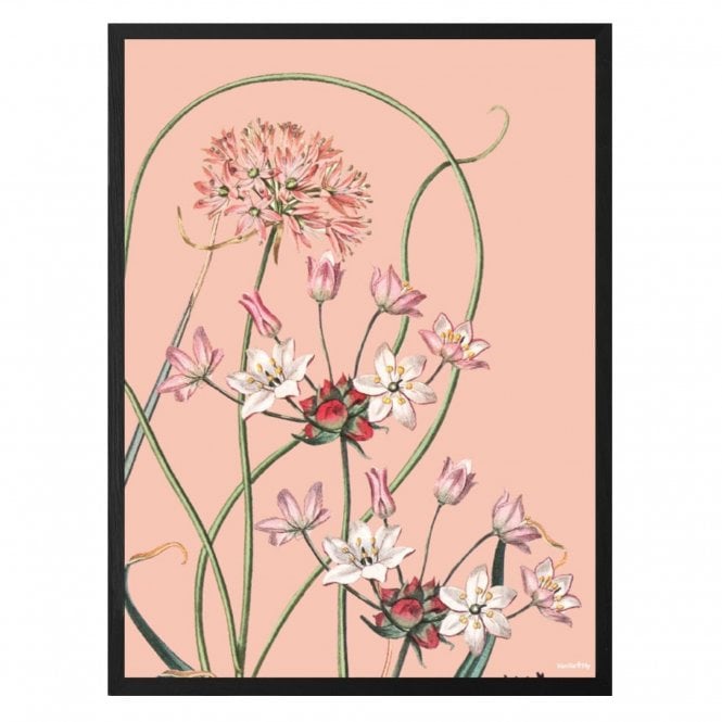 Allium Pink Print