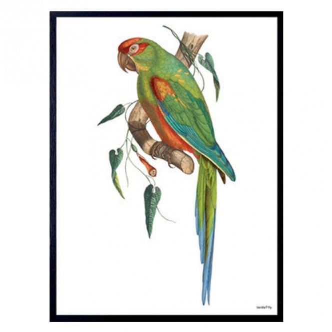 Green Parrot Print