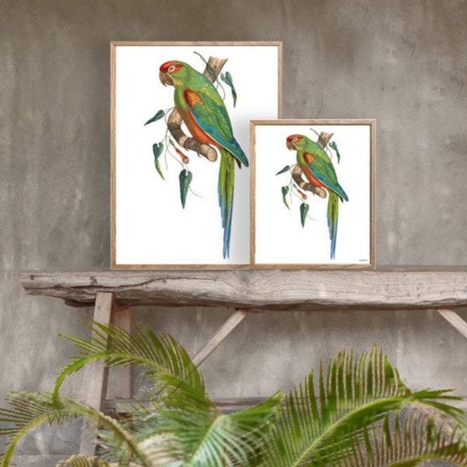 Green Parrot Print