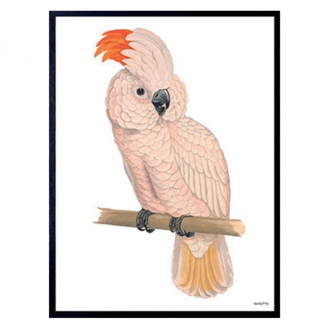 Pink Parrot Print