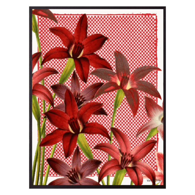 Red Cornflower Print